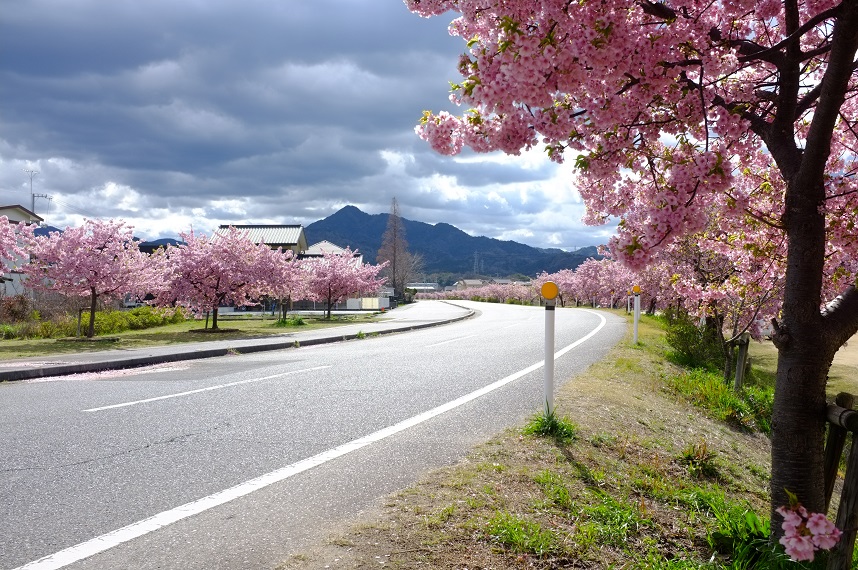 お花見スポットの桜並木